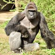 Harambe The Gorilla