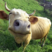 бык осеменитель