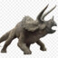 Triceratops