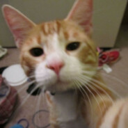 i am a cat with inernet access