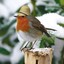 British_Robin