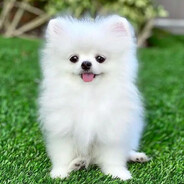itz_Doggy