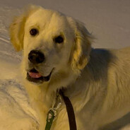 SNIPER MONKE🤫 JUZ GIT