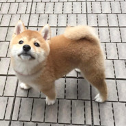 shiba