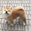 shiba