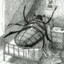 gregor samsa