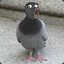 pigeonman50