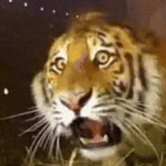 Surprised tiger