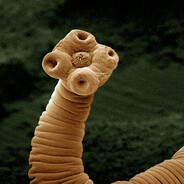 ПОДОСИНОВИК