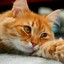 Fire cat