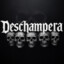 Deschampera