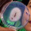 fusarium oxysporum