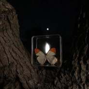 炸薯条的洋土豆