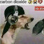 dogmantaco