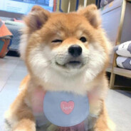 宝可梦训练师要去道馆