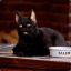 Salem
