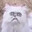 Fairall Cat