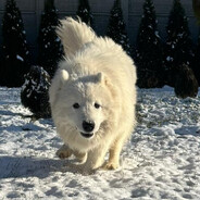 Samoyed