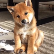 我真的没有开挂啊