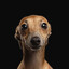 petplayr01