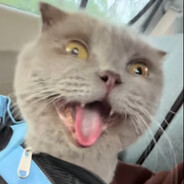 паховый гитарист