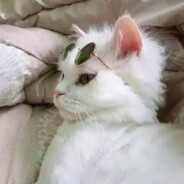 超级牛逼霸王龙