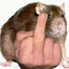 Hamster Mostrando🖕pra vc fdp