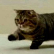 Боевое Мясо