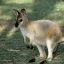 The Wallaby