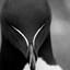 Gull
