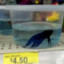 2004 Walmart beta fish