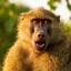 BudgetBaboon