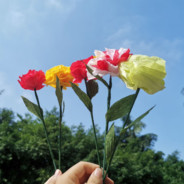 樱桃炸弹：碰我就炸