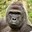 RIP Harambe never forget