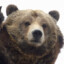 Bear_Hexaaa