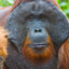 The Epik Orangutan