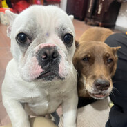 容桂张学友（wodefuck）