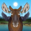 Moose369