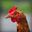 chickenprime