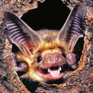 Bat