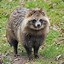 Raccoon Dog