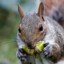 PaulieAcorns