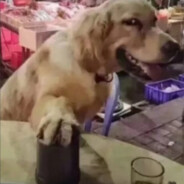 翻斗花园胡图图