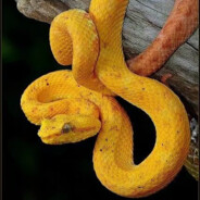 枪马网卡耳朵聋