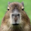 capybaradetuhermna