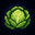 cabbage