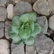 你中单玩的好蔡啊