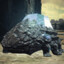 Titanite lizard