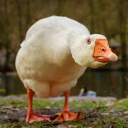 Гусь Чингисхан