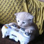 catgamer